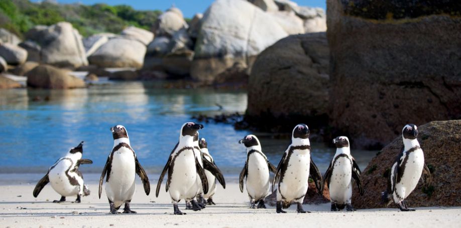 تور آفریقا جنوبی